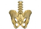 ernie scoliosi in osteopatia
